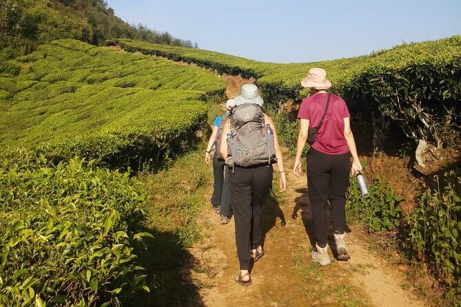 Half Day Hiking in Munnar Trekking Tour - Jungle walk and herb-spice moments: the small details that make it memorable