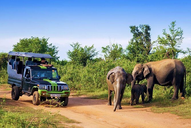 Half Day Udawalawe Safari from Kalutara (Entrance + Lunch) - Udawalawe From Kalutara: What a Half-Day Really Means