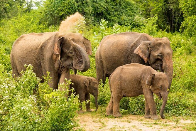 Half Day Udawalawe Safari from Kalutara (Entrance + Lunch) - Lunch at a Local Restaurant: A Real Break, Not a Speed Bump