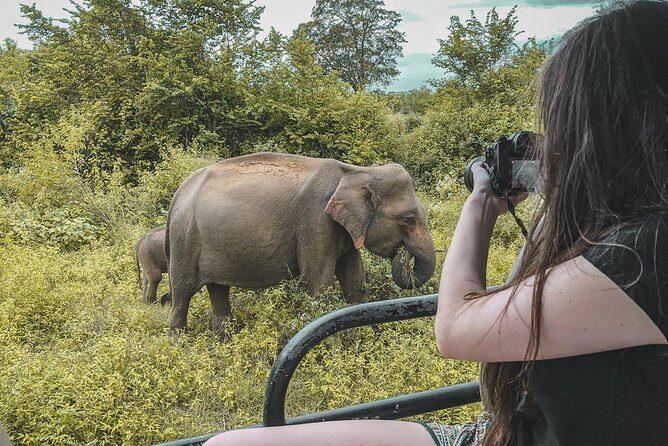 Half Day Udawalawe Safari from Kalutara (Entrance + Lunch) - Price and Value: Why $190 Can Make Sense