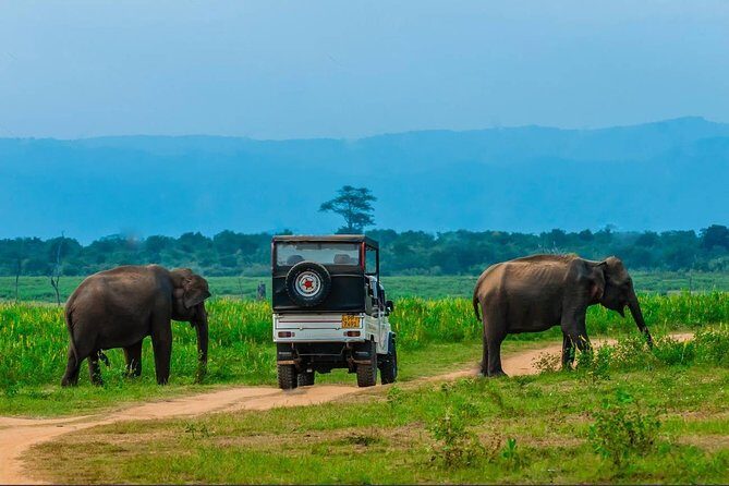 Half Day Udawalawe Safari from Kalutara (Entrance + Lunch) - The 3-Hour Jeep Safari at Udawalawe: Elephants First, Then Everything Else