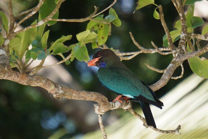 Hike to Elephant beach exploring tropical flora and fauna - Price and Value: Is $35.95 Worth It?