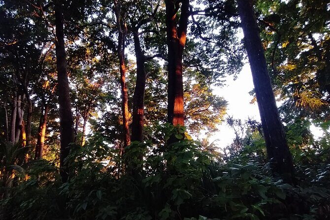 Hike to Elephant beach exploring tropical flora and fauna - A Jungle Walk for Bird Spotters (Not Fitness Fans)