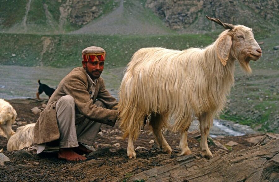 Hiking Day Tour to Triund from Dharamshala - Price and Logistics: what $38 covers—and what you still need to pay