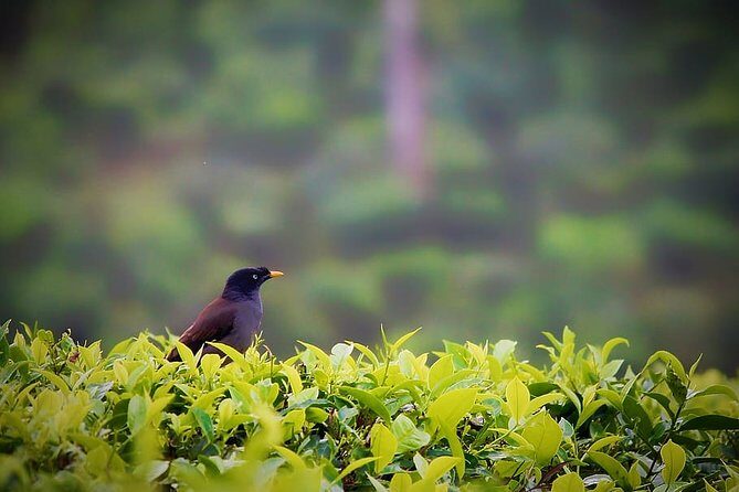 Hill Station Tour from Coimbatore to Valparai - 2 days - Price and value: what you’re really paying for