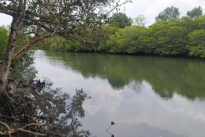 Hinterland Cycling Tour, Havelock - Beach, mangroves, and farmlands: the nature stops that make the tour feel special