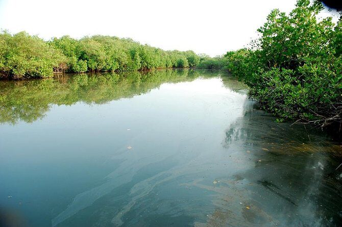 Into the Mangroves: Calicut Mangrove Trail by Tyndis - Meeting point and getting there near Kadalundi Market Rd