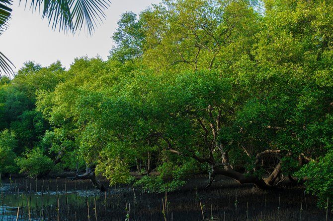 Into the Mangroves: Calicut Mangrove Trail by Tyndis - Seeing 9 mangrove varieties without getting lost in botany