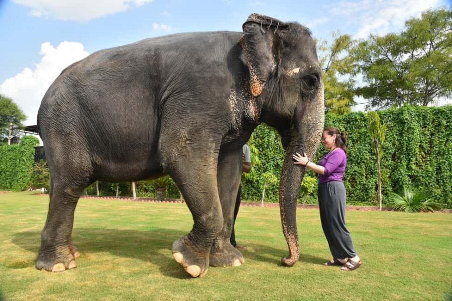 "Jaipur Elephant Experience: Bond, Connect, and Learn" - Key things I’d watch for at Elejungle