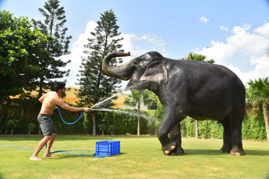 "Jaipur Elephant Experience: Bond, Connect, and Learn" - Jaipur Elephant Experience at Elejungle: pickup, pacing, and overall value