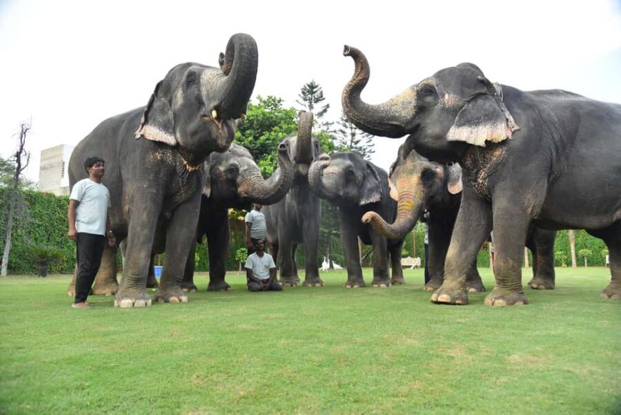 "Jaipur Elephant Experience: Bond, Connect, and Learn" - Feeding bananas, sugarcane, and sorghum grass: how the session feels