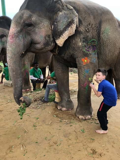 Jaipur: Elephant Interaction Tour - A Calm, Hands-On Elephant Sanctuary in Jaipur