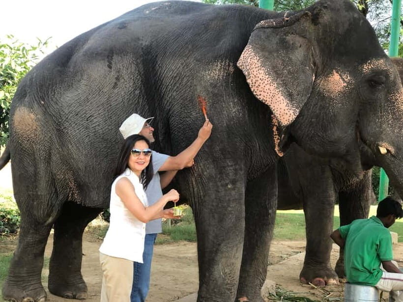 Jaipur: Elephant Interaction Tour - Mud Bath With Elephants: Skin Health Meets Big Smiles