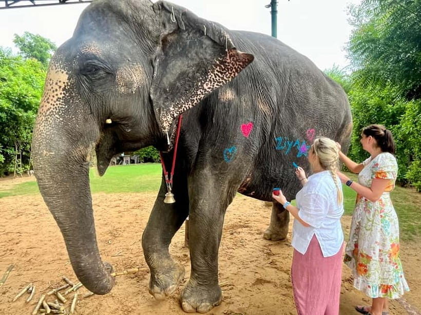 Jaipur: Elephant Interaction Tour - Elephant Washing and Shower Time: What You Can Expect Safely