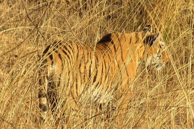 Jaipur Full Day Attractions Tour by AC Car with Local Guide - Stepwell, Water Palace, and Hawa Mahal: Jaipur’s Signature Details