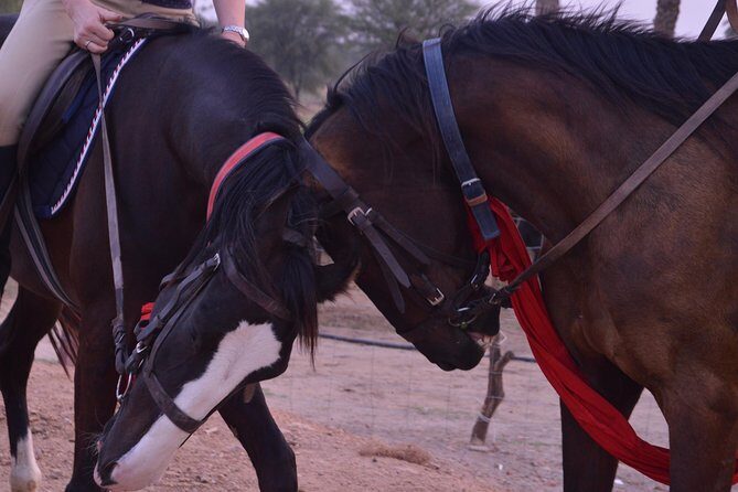 Jaipur Horse Riding Adventure - Why Marwari horses on Aravalli trails is worth the early wake-up