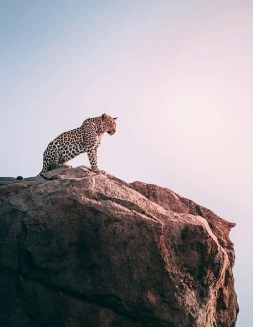 Jaipur: Jhalana Amagarh Leopard Reserve 4×4 Jeep Safari - Timing Matters: Morning Cool vs Sunset Patience