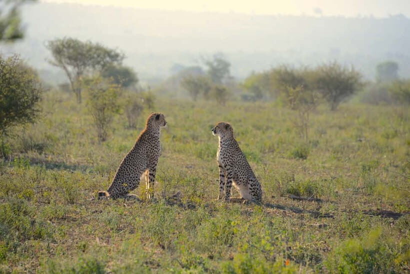 Jaipur: Jhalana Amagarh Leopard Reserve 4×4 Jeep Safari - Getting There: Pickup, Private Group Comfort, and the Skip-the-Line Bonus
