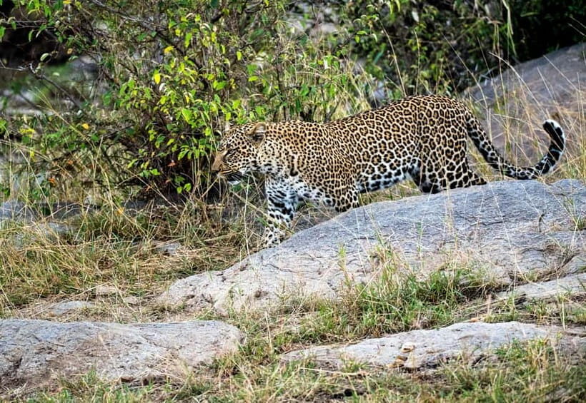Jaipur: Jhalana Amagarh Leopard Safari Park Guided Tour - Key things that make this safari worth your time