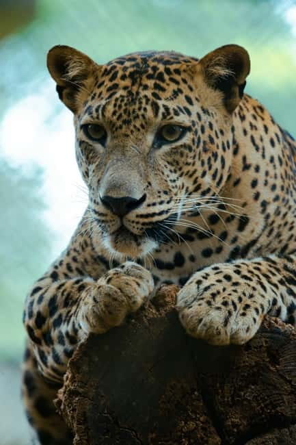 Jaipur: Jhalana Amagarh Leopard Safari Park Guided Tour - Why Jhalana–Amagarh feels different from a typical zoo stop