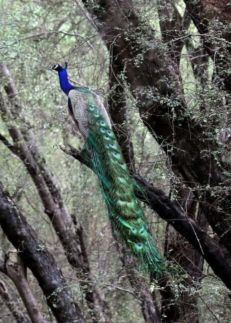 Jaipur: Jhalana Amagarh Leopard Safari Park Guided Tour - Leopard safari chances: what the park says you’re working with