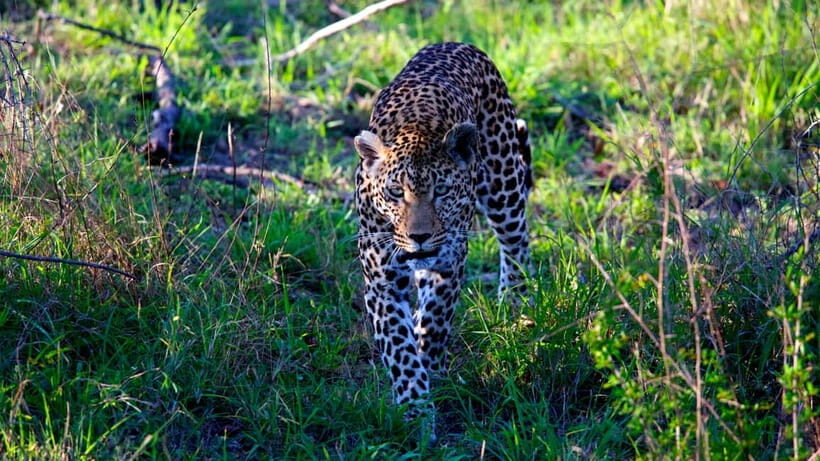 Jaipur: Jhalana Amagarh Leopard Safari Park Guided Tour - Getting to Amagarh Leopard Reserve and stepping into the safari rhythm