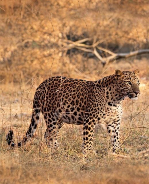 Jaipur: Jhalana/Amagarh leopard safari private tour - Key points at a glance