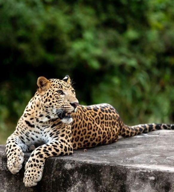 Jaipur: Jhalana/Amagarh leopard safari private tour - Jhalana/Amagarh Safari Park: the value of going off-road