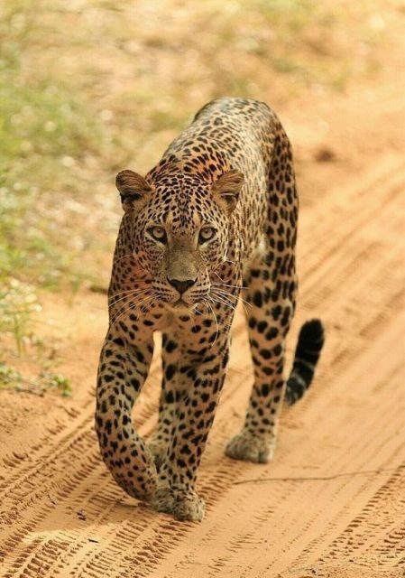 Jaipur: Jhalana/Amagarh leopard safari private tour - The transfer and park entry: why “skip the ticket line” matters