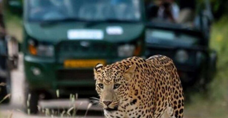 Jaipur: Jhalana/Amagarh leopard safari private tour - The 4x4 jeep safari: how the hunt actually plays out