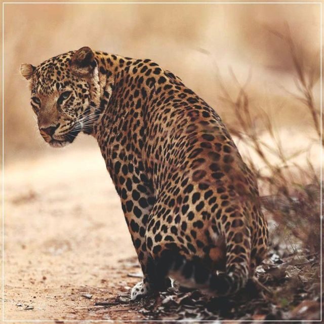 Jaipur: Jhalana/Amagarh leopard safari private tour - What you can see besides leopards (and why it still counts)