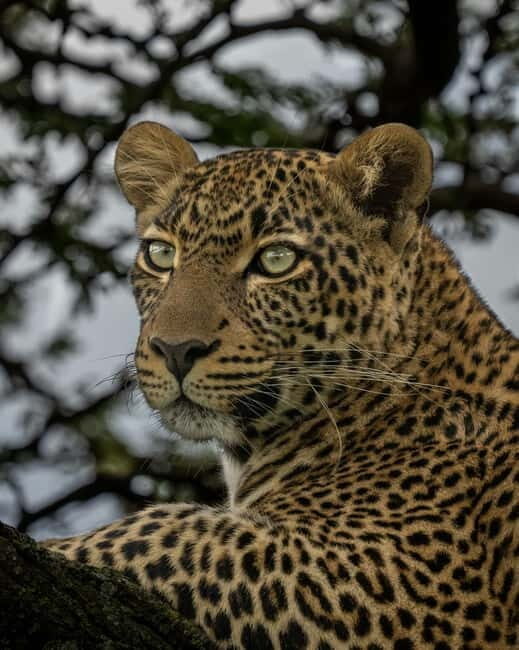 Jaipur: Jhalana leopard safari private tour - Key Things I’d Watch For on This Jaipur Safari