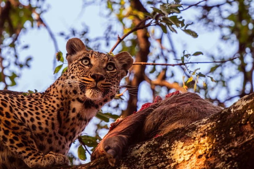 Jaipur: Jhalana leopard safari private tour - Jaipur to Jhalana Safari Park: The Comfort-First Pickup