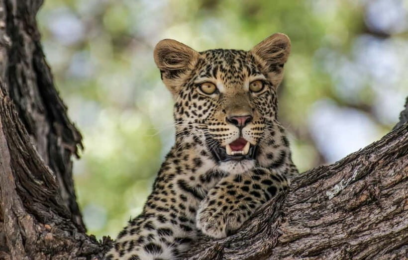 Jaipur: Jhalana leopard safari private tour - English Guide Talk That Helps You Actually Spot Wildlife