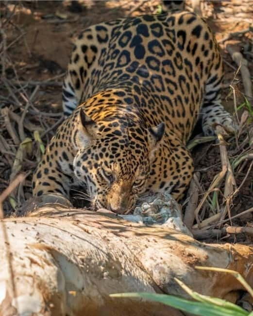 Jaipur: Jhalana leopard safari private tour - Time on Safari: Why You Might Sit Still for a While