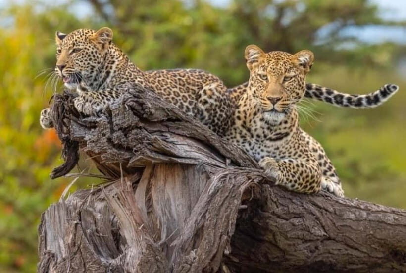 Jaipur: Jhalana leopard safari private tour - Private Group Options and How Seating Changes Your Day