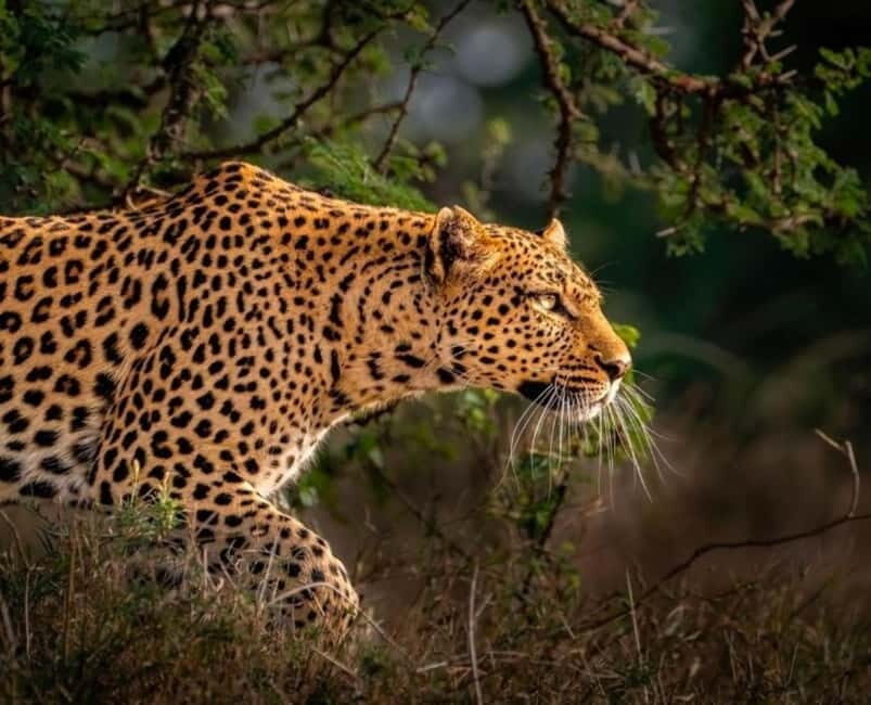 Jaipur: Jhalana leopard safari private tour - Price and Value: Is $60 Per Person Fair?