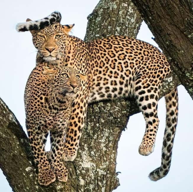 Jaipur: Jhalana leopard safari private tour - Rules, What to Bring, and How to Prepare for Jungle Weather