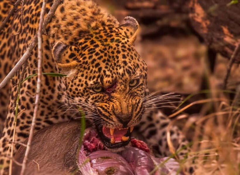Jaipur: Jhalana leopard safari private tour - Who This Jaipur Leopard Safari Suits Best