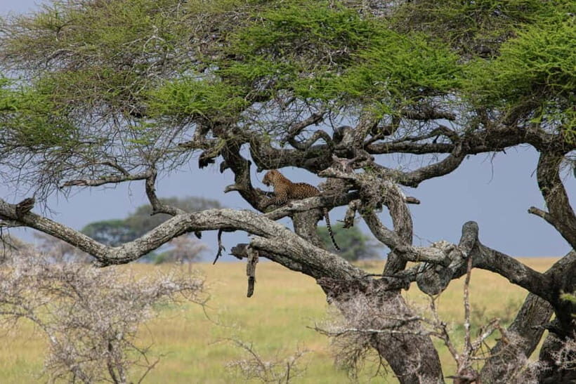 Jaipur: Jhalana leopard safari private tour - What the Safari Route Really Feels Like in Jhalana