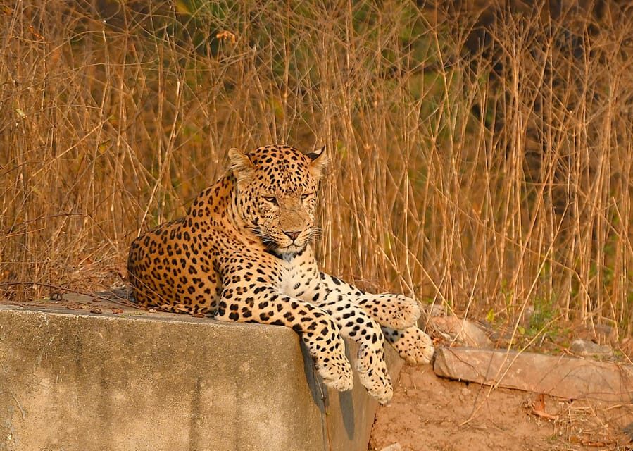 Jaipur: Jhalana Leopard Safari Tour - Why Jhalana works from Jaipur (and not just on paper)