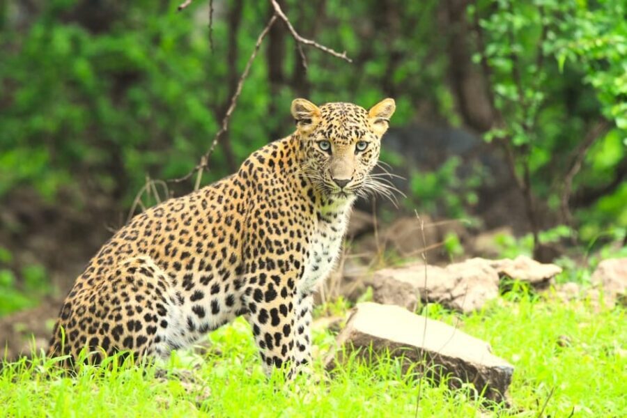 Jaipur: Jhalana Leopard Safari Tour - Conservation context: why this reserve feels different