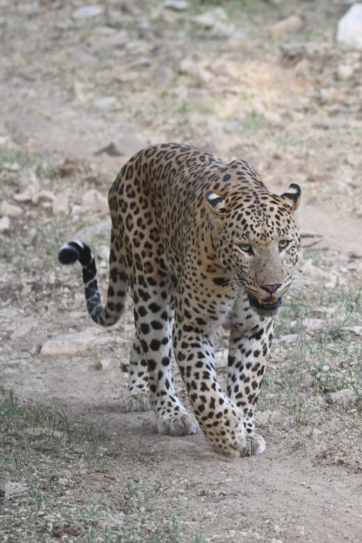 Jaipur: Jhalana Leopard Safari Tour - What to bring so your safari actually feels good