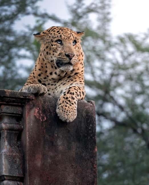 Jaipur: Jhalana leopard safari tour with hotel pickup & drop - Jhalana Leopard Reserve near Jaipur Airport: what you’re really buying