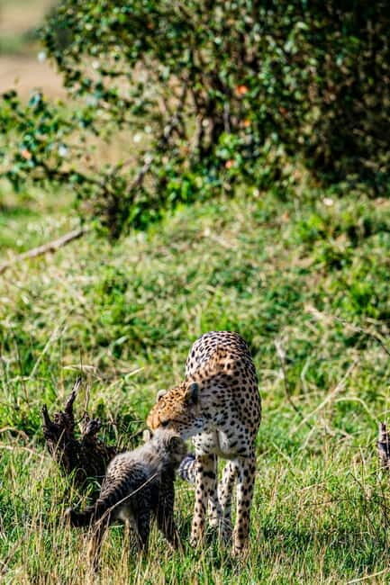 Jaipur: Jhalana leopard safari tour with hotel pickup & drop - Should you book the Jaipur Jhalana leopard safari with pickup & drop?