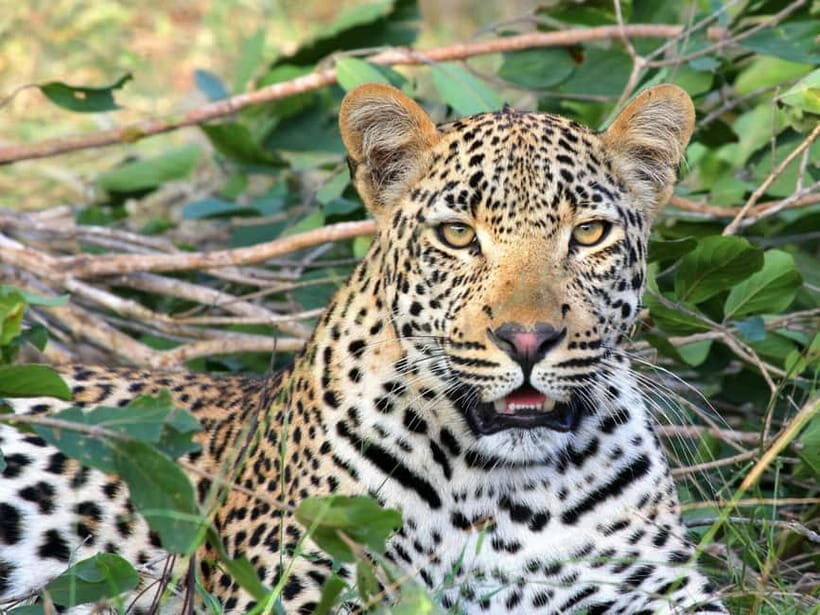 Jaipur: Jhalana leopard safari tour with hotel pickup & drop - Pickup and drop-off: convenience that can make or break the day