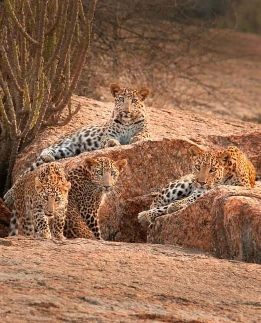Jaipur: Jhalana leopard safari tour with hotel pickup & drop - What you can spot in Jhalana: more than just leopards