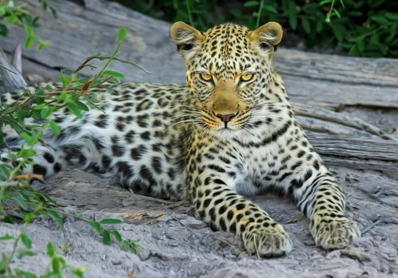 Jaipur: Jhalana leopard safari tour with hotel pickup & drop - Timing, pacing, and the 5-hour reality check