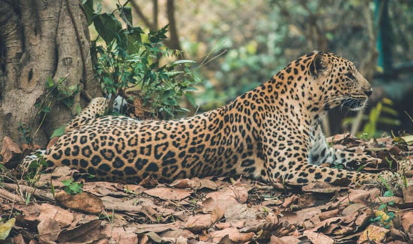 Jaipur: Jhalana leopard safari tour with hotel pickup & drop - English guide support: helpful, but don’t assume perfect depth