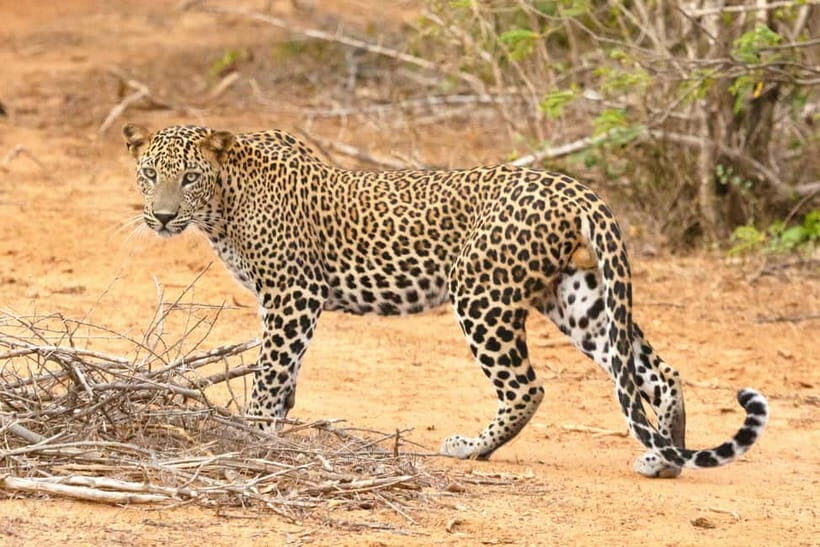 Jaipur: Jhalana leopard safari tour with hotel pickup & drop - Price and value: $87 per person and what to watch for on the day